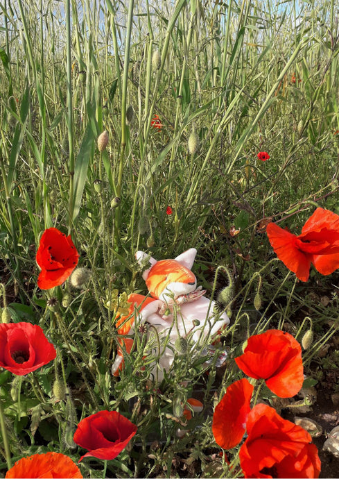 Préparer la saison des coquelicots !